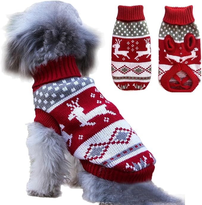 dog in sweater