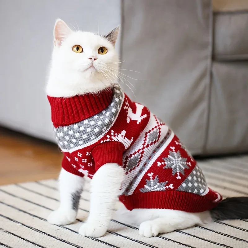 cat in sweater