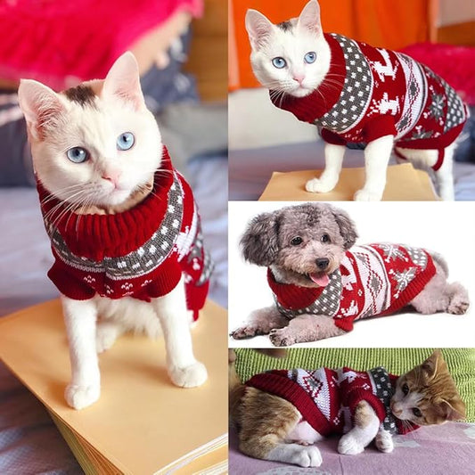 pet in sweater